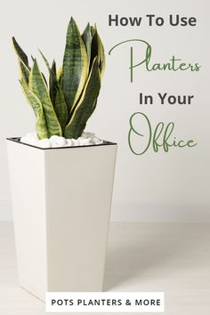 a potted plant with the words how to use planters in your office on it