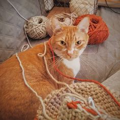 an orange and white cat sitting on top of a bed next to balls of yarn