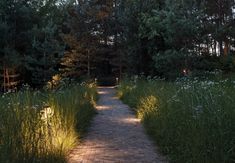 a path in the middle of a forest with tall grass and flowers on both sides