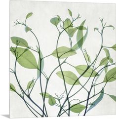 green leaves on a white background with watercolor effect