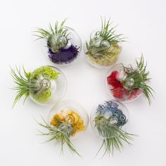 small glass vases with plants in them on a white surface, arranged in the shape of a circle