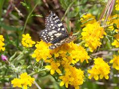 a butterfly sitting on top of yellow flowers