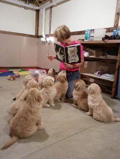 These therapy puppies during their daily afternoon story time. | 39 Adorable… Therapy Dogs, Golden Retrievers, Adorable Pets, Service Dogs, Dog Memes