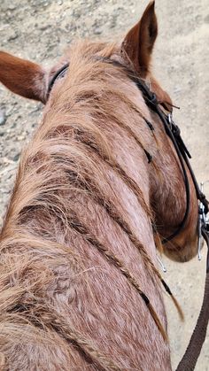 a close up of a horse's head with hair on it