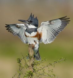 a bird with its wings spread sitting on top of a tree branch