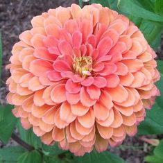 a large orange flower with green leaves in the foreground and dirt ground behind it