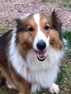 a brown and white dog sitting in the grass