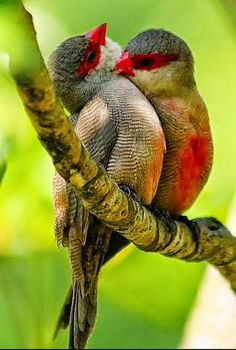 two birds sitting on top of a tree branch with their beaks touching each other