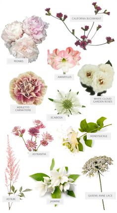 the different types of flowers and their names