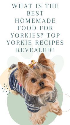 a small dog wearing a sweater with the words what is the best homemade food for yorkies?'top yorkie recipes revealed