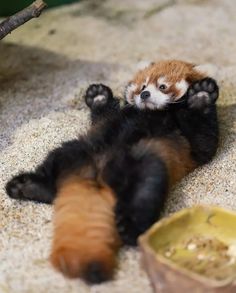 a small red panda bear laying on its back with it's paws in the air