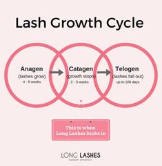 Lash Cycle, Eyelash Growth Cycle, Lash Extensions Care, Elleebana Lash Lift, Exercise For Women, Lash Lounge, Lash Technician, Eyelash Extension Training