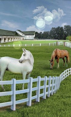 two horses standing in the grass near a white fence