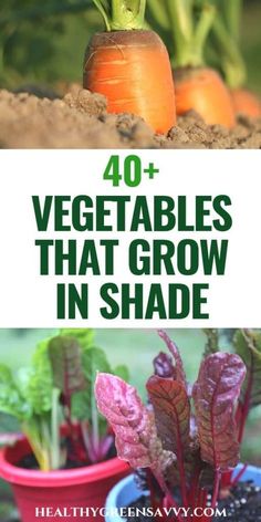 carrots and radishes growing in the garden with text overlay that reads 40 vegetables that grow in shade