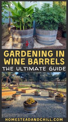 gardening in wine barrels the ultimate guide