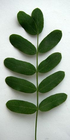 a single green leaf on a white background