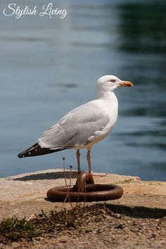 a seagull standing on top of a rock near the water