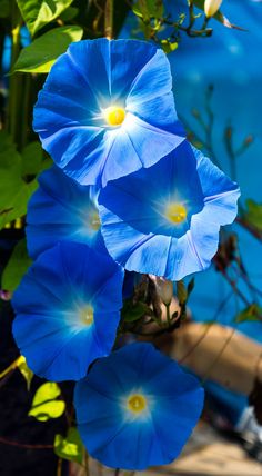 blue flowers are growing on the side of a fence