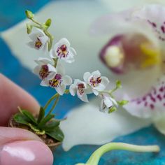 someone is holding a tiny flower in their hand