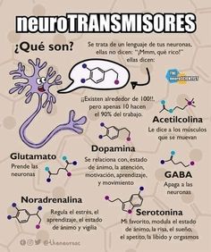 the diagram shows different types of neurotrans