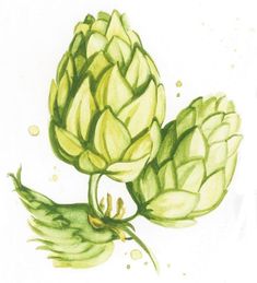 an artichoke is shown on a white background with watercolors and ink