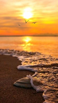 two seashells on the beach at sunset with seagulls flying in the background