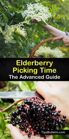 elderberry picking time the advanced guide