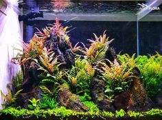 an aquarium filled with plants and rocks