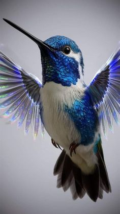 a blue and white hummingbird flapping its wings