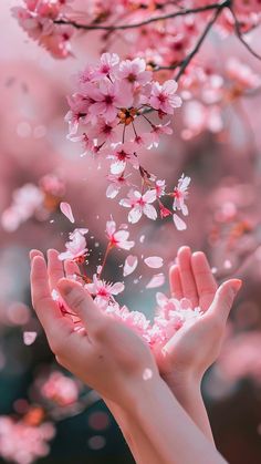 two hands reaching for pink flowers in front of a cherry blossom tree with its petals flying