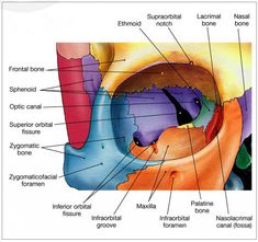 the structure of the nose and its major parts labeled in this diagram are labelled below