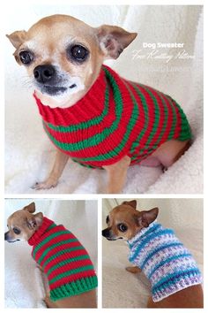 two pictures of a small dog wearing a sweater