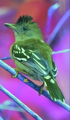 a green bird sitting on top of a tree branch