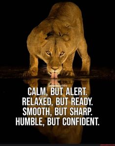 a lion drinking water with the caption calm, but alert, relaxed, but ready smoothh, but sharp humble, but confident