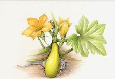 a drawing of a plant with yellow flowers and leaves in the ground next to a mouse