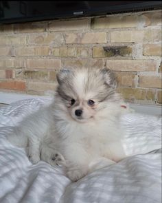 a small white dog sitting on top of a bed next to a brick wall and fireplace