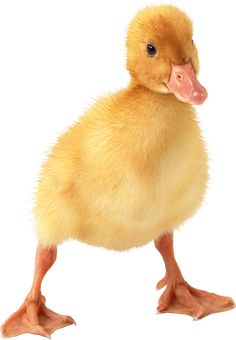 a small yellow duckling standing up against a white background