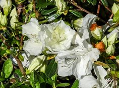 white flowers are blooming in the sun and green leaves on the tree branches,