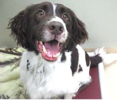 a brown and white dog sitting on top of a bed