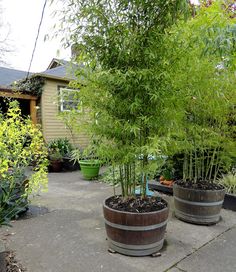 three large wooden barrels filled with plants in front of a house on a sidewalk next to a tree