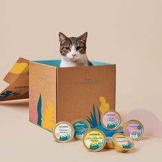 a cat sitting in a cardboard box surrounded by small round candies and candy tins