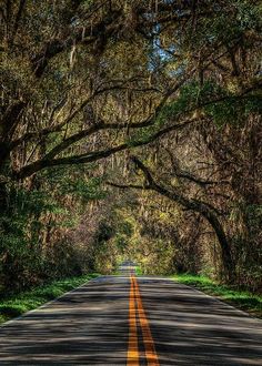 an empty road surrounded by trees and grass