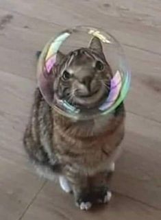 a cat is wearing a glass ball with a rainbow horn on it's head