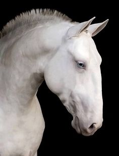 a white horse with blue eyes is standing in front of a black background and has its head turned to the side