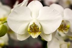 a white flower with yellow center surrounded by other flowers