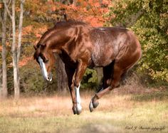 a horse that is standing in the grass with its legs up and it's mouth open