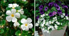 two pictures of white and purple flowers next to each other in the same planter