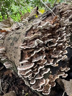 mushrooms growing on a tree stump in the woods