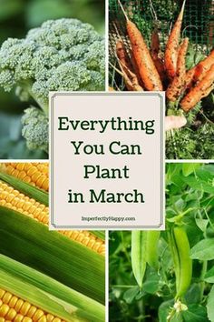 there are many pictures of vegetables and plants in this collage with the words, everything you can plant in march