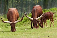 two brown cows grazing on grass next to each other